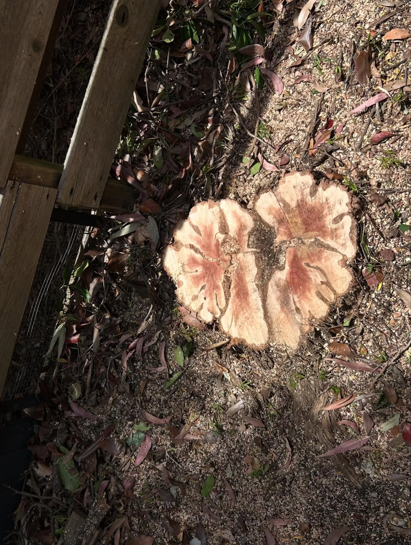Freshly cut tree stump surrounded by sawdust and leaf litter beside a timber fence