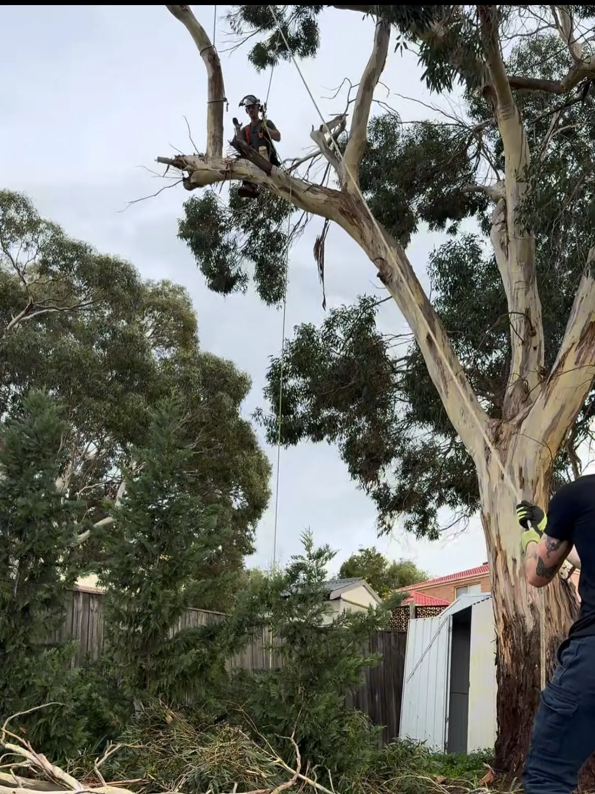 Arborist secured by ropes while cutting a gum tree branch