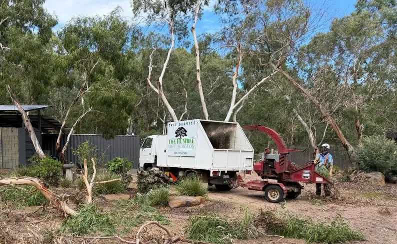 Tree crew feeding branches into a wood chipper beside a work truck