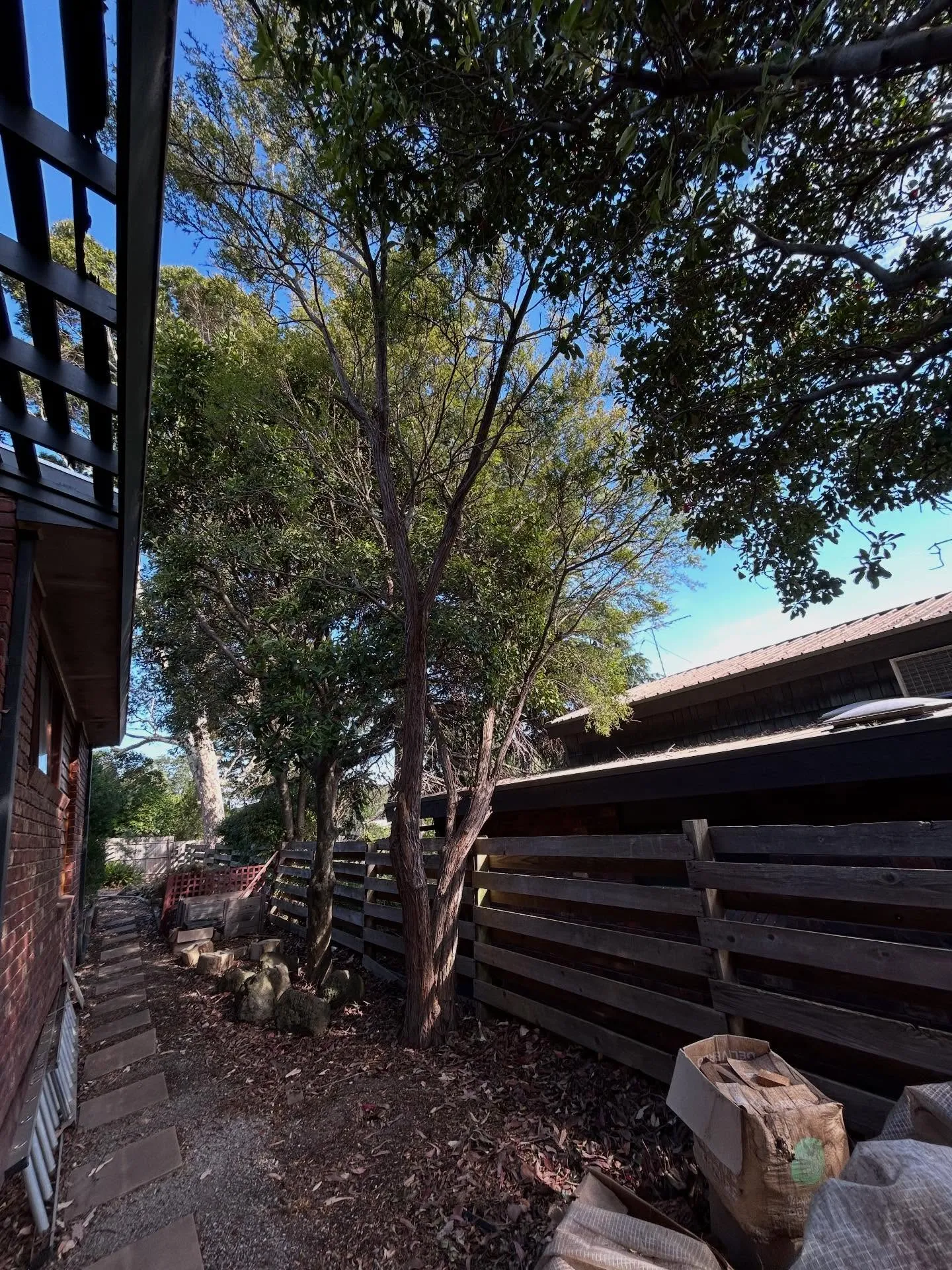 Trees growing in a narrow residential yard between buildings and a fence