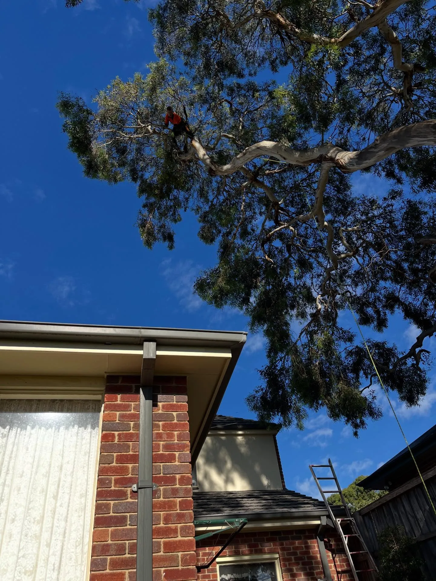 Arborist working in the canopy of a mature gum tree above a brick home