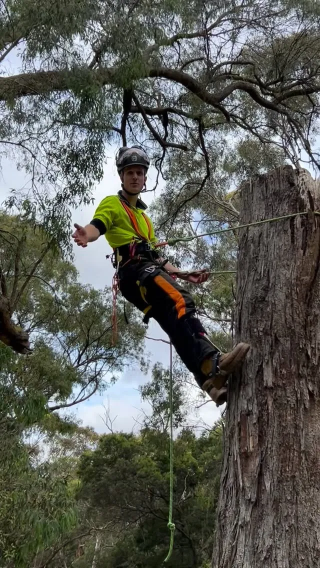 Arborist in climbing equipment beside a large tree trunk