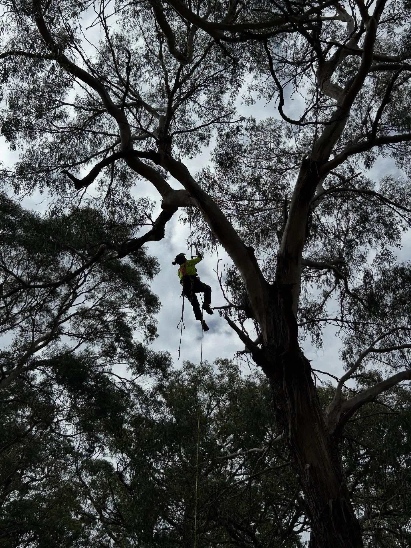 Arborist climbing through the canopy of a mature gum tree