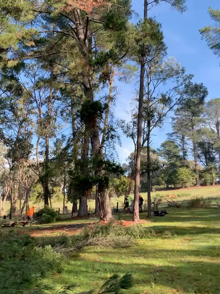 Tree crew working among tall trees on a rural property