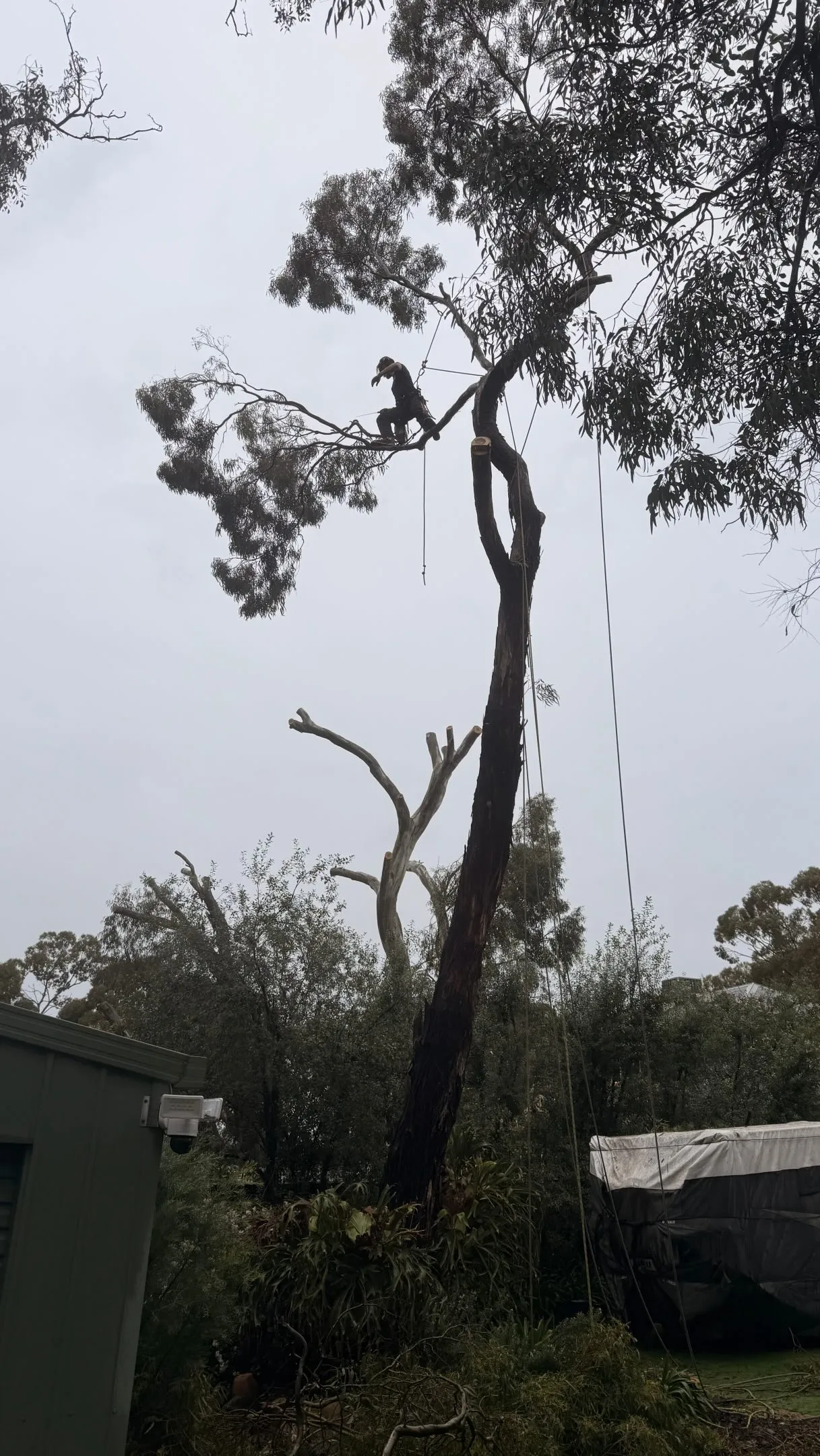 Arborist working high in a mature gum tree with climbing ropes